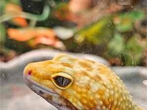 Tangerine Leopard Gecko Face